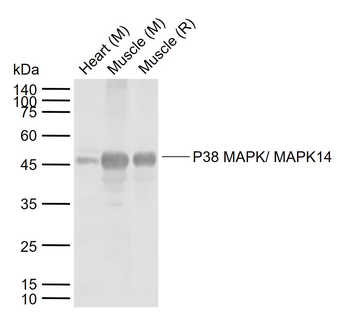 P38 MAPK/ MAPK14 Rabbit Polyclonal Antibody