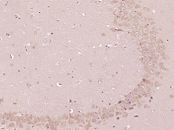 HO-1 Rabbit Polyclonal Antibody