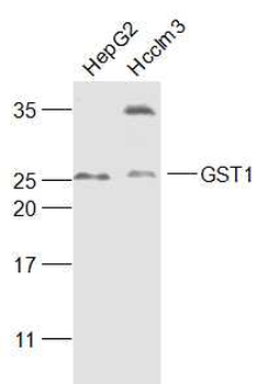 GST1 Rabbit Polyclonal Antibody