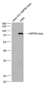 HSP90 beta Mouse Monoclonal Antibody
