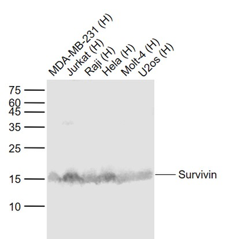 Survivin Mouse Monoclonal Antibody