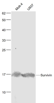 Survivin Mouse Monoclonal Antibody
