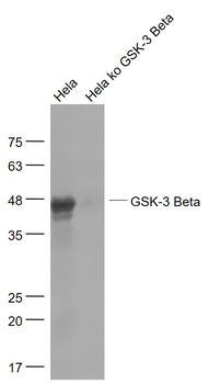 GSK-3 Beta Mouse Monoclonal Antibody
