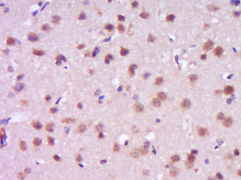 FADD Rabbit Polyclonal Antibody