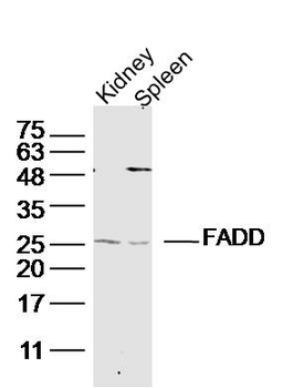 FADD Rabbit Polyclonal Antibody