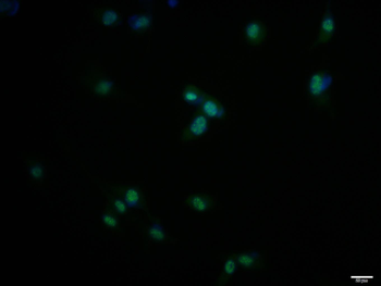 HES5 Rabbit Polyclonal Antibody