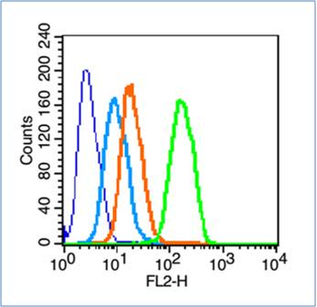 CREB-1 Rabbit Polyclonal Antibody