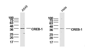 CREB-1 Rabbit Polyclonal Antibody