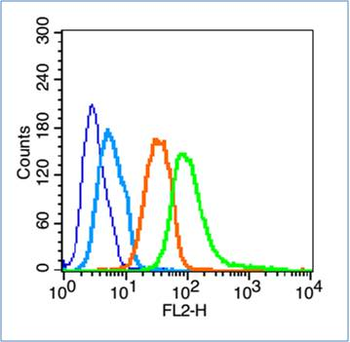 Synaptopodin Rabbit Polyclonal Antibody