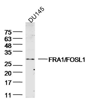 FRA1/FOSL1 Rabbit Polyclonal Antibody