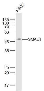 SMAD1 Rabbit Polyclonal Antibody