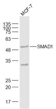 SMAD1 Rabbit Polyclonal Antibody