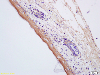 AQP7 Rabbit Polyclonal Antibody