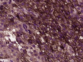 CD80 Rabbit Polyclonal Antibody