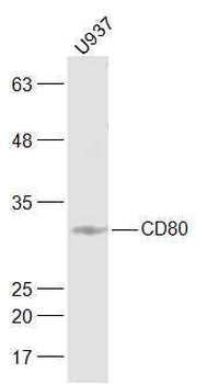 CD80 Rabbit Polyclonal Antibody