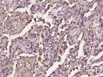 MCL1 Rabbit Polyclonal Antibody