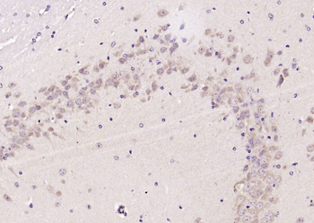 MCL1 Rabbit Polyclonal Antibody