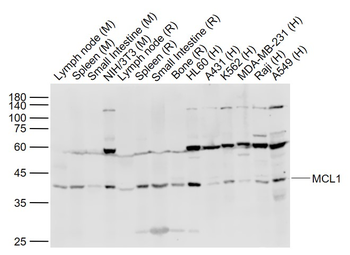 MCL1 Rabbit Polyclonal Antibody