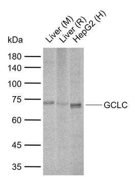 GCLC Rabbit Polyclonal Antibody