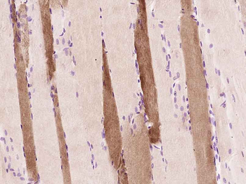 Myoglobin Rabbit Polyclonal Antibody