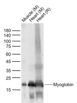 Myoglobin Rabbit Polyclonal Antibody