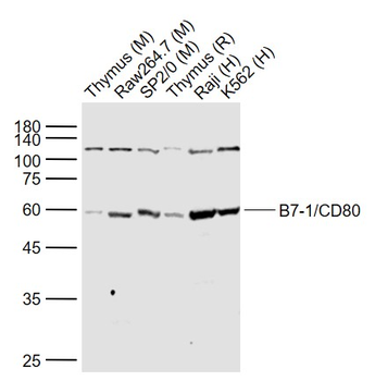 B7-1/CD80 Rabbit Polyclonal Antibody