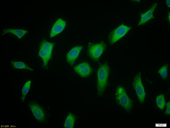 Beta I Tubulin Mouse Monoclonal Antibody (Loading Control)