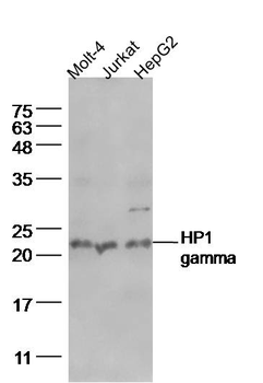 HP1 gamma Mouse Monoclonal Antibody