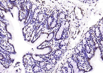 Histone H3 (di methyl K79) Mouse Monoclonal Antibody