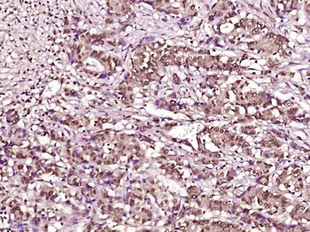 Histone H3 (mono methyl K79) Mouse Monoclonal Antibody