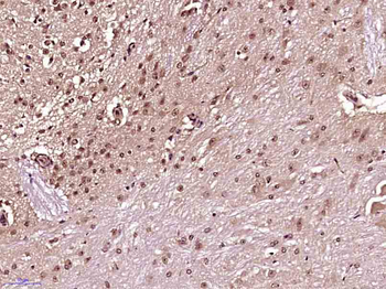 Histone H3 (mono methyl K79) Mouse Monoclonal Antibody
