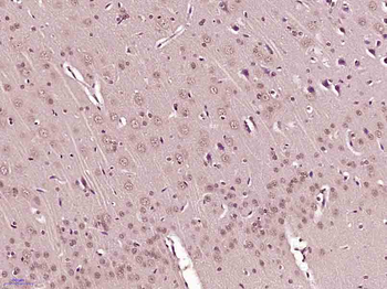 Histone H3 (mono methyl K79) Mouse Monoclonal Antibody