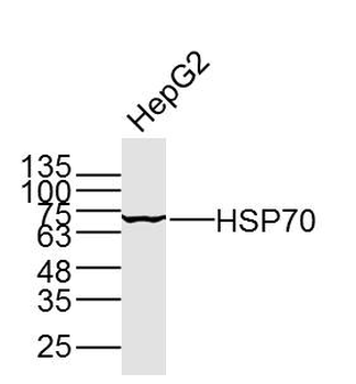 HSP70 Mouse Monoclonal Antibody