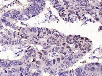 GAPDH Mouse Monoclonal Antibody (Loading Control)