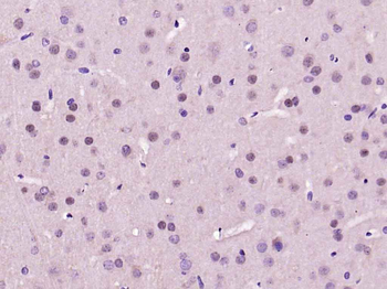 GAPDH Mouse Monoclonal Antibody (Loading Control)