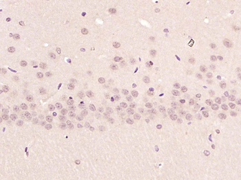 GAPDH Mouse Monoclonal Antibody (Loading Control)