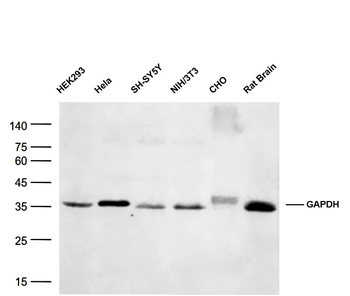 GAPDH Mouse Monoclonal Antibody (Loading Control)