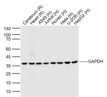 GAPDH Mouse Monoclonal Antibody (Loading Control)