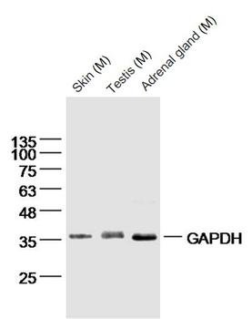 GAPDH Mouse Monoclonal Antibody (Loading Control)