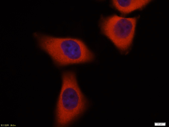 GAPDH Mouse Monoclonal Antibody (Loading Control)