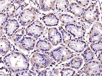 GAPDH Mouse Monoclonal Antibody (Loading Control)