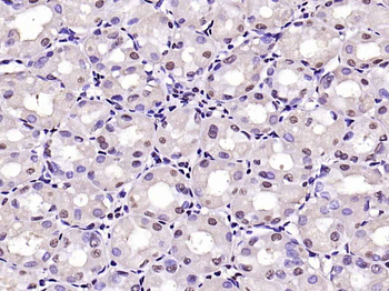 GAPDH Mouse Monoclonal Antibody (Loading Control)