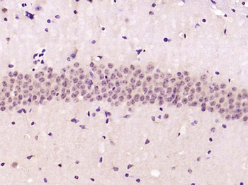 GAPDH Mouse Monoclonal Antibody (Loading Control)
