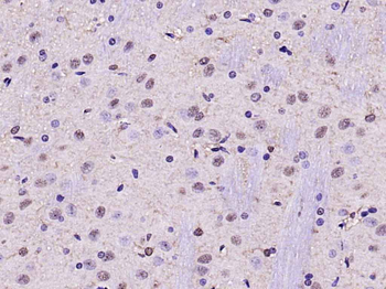GAPDH Mouse Monoclonal Antibody (Loading Control)