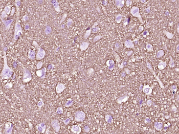 GAP43 Mouse Monoclonal Antibody