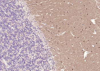 GAP43 Mouse Monoclonal Antibody