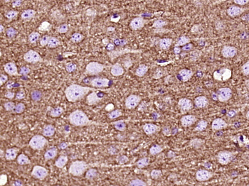 GAP43 Mouse Monoclonal Antibody