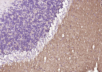 GAP43 Mouse Monoclonal Antibody