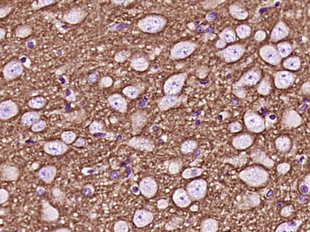 GAP43 Mouse Monoclonal Antibody