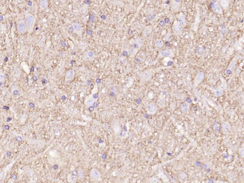 GAP43 Mouse Monoclonal Antibody